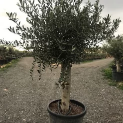 Castorama Olivier Pot 110L