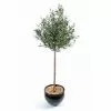 Castorama Olivier Tronc Artificiel H.150 Cm -Terreau, gazon, traitement, végétal, semence Soldes Boutique olivier tronc artificiel h 150 cm3700543502432 01c FR CF