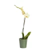 Castorama Orchidée 1 Tige Avec Pot En Céramique 12cm, Assortiment -Terreau, gazon, traitement, végétal, semence Soldes Boutique orchidee 1 tige avec pot en ceramique 12cm assortiment3663602464365 02c