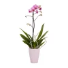 Castorama Orchidée 1 Tige Avec Pot En Céramique 9cm, Assortiment -Terreau, gazon, traitement, végétal, semence Soldes Boutique orchidee 1 tige avec pot en ceramique 9cm assortiment5059340052342 01c