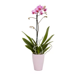 Castorama Orchidée 1 Tige Avec Pot En Céramique 9cm, Assortiment