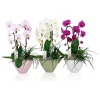 Castorama Orchidée 2 Tiges Cascade -Terreau, gazon, traitement, végétal, semence Soldes Boutique orchidee 2 tiges cascade5059340099934 01c FR CF