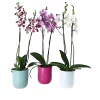 Castorama Orchidée 2 Tiges Céramique 1 Castorama Orchidée 2 Tiges Céramique -Terreau, gazon, traitement, végétal, semence Soldes Boutique orchidee 2 tiges ceramique8719194204195 01c FR CF