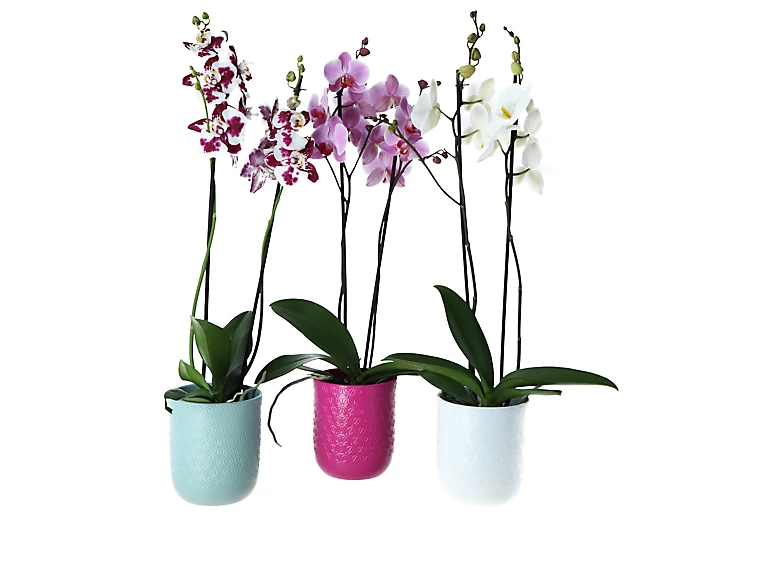 Castorama Orchidée 2 Tiges Céramique 3 Castorama Orchidée 2 Tiges Céramique