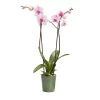 Castorama Orchidée 2 Tiges DT, Assortiment, Pot En Céramique, 12cm 2 Castorama Orchidée 2 Tiges DT, Assortiment, Pot En Céramique, 12cm -Terreau, gazon, traitement, végétal, semence Soldes Boutique orchidee 2 tiges dt assortiment pot en ceramique 12cm3663602462934 02c
