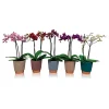 Castorama Orchidée 2 Tiges Hauteur 48 Cm Avec Pot 2 Castorama Orchidée 2 Tiges Hauteur 48 Cm Avec Pot -Terreau, gazon, traitement, végétal, semence Soldes Boutique orchidee 2 tiges hauteur 48 cm avec pot8719194208636 01c FR CF