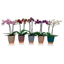Castorama Orchidée 2 Tiges Hauteur 48 Cm Avec Pot