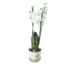 Castorama Orchidée Blanche 3 Tiges Avec Pot 12 Cm 2 Castorama Orchidée Blanche 3 Tiges Avec Pot 12 Cm -Terreau, gazon, traitement, végétal, semence Soldes Boutique orchidee blanche 3 tiges avec pot 12 cm5059340138411 02c