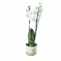 Castorama Orchidée Blanche 3 Tiges Avec Pot 12 Cm