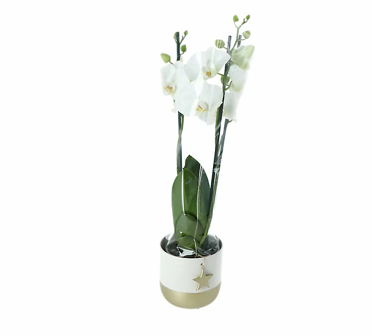 Castorama Orchidée Blanche 3 Tiges Avec Pot 12 Cm 3 Castorama Orchidée Blanche 3 Tiges Avec Pot 12 Cm