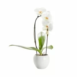 Castorama Orchidée Grandiflora Blanche 1 Tige Avec Pot En Céramique 14cm