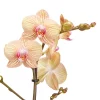Castorama Orchidée Papillon 1 Tige, 12cm, Assortiment 2 Castorama Orchidée Papillon 1 Tige, 12cm, Assortiment -Terreau, gazon, traitement, végétal, semence Soldes Boutique orchidee papillon 1 tige 12cm assortiment5059340052298 02c FR CF