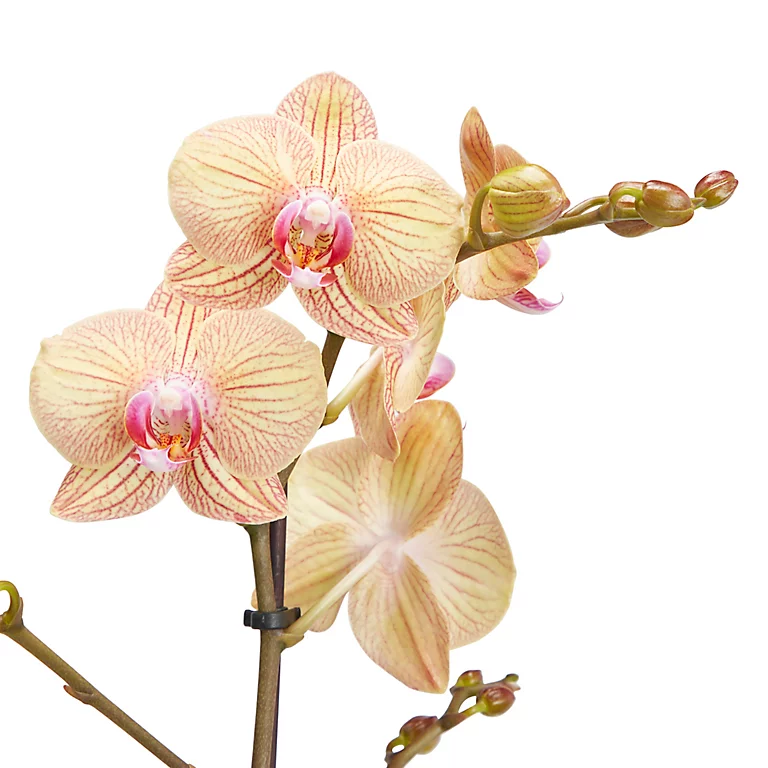 Castorama Orchidée Papillon 1 Tige, 12cm, Assortiment 3 Castorama Orchidée Papillon 1 Tige, 12cm, Assortiment