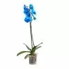 Castorama Orchidée Papillon Bleue 1 Tige, 12cm 2 Castorama Orchidée Papillon Bleue 1 Tige, 12cm -Terreau, gazon, traitement, végétal, semence Soldes Boutique orchidee papillon bleue 1 tige 12cm3663602462927 02c