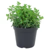 Castorama Origan, Pot 13 Cm 1 Castorama Origan, Pot 13 Cm -Terreau, gazon, traitement, végétal, semence Soldes Boutique origan pot 13 cm5059340083926 02c