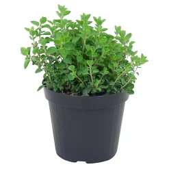 Castorama Origan, Pot 13 Cm