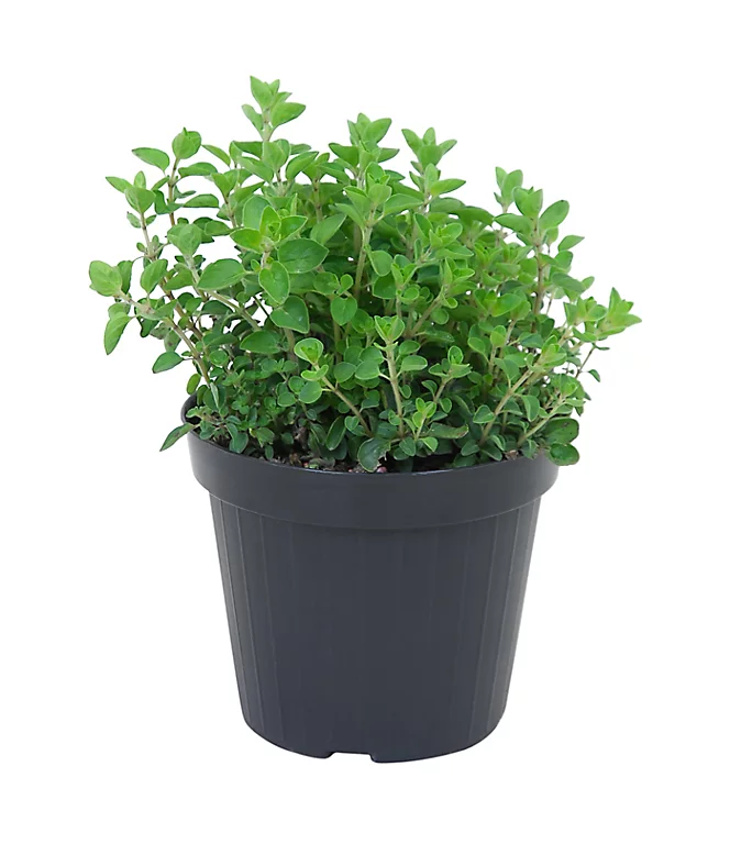 Castorama Origan, Pot 13 Cm 3 Castorama Origan, Pot 13 Cm