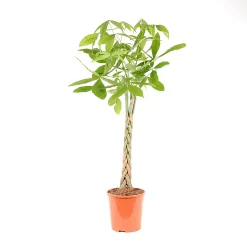 Castorama Pachira 24cm