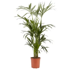 Castorama Palmier Kentia, 24cm