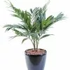 Castorama Palmier Parlour Artificiel 1 Castorama Palmier Parlour Artificiel -Terreau, gazon, traitement, végétal, semence Soldes Boutique palmier parlour artificiel3700543513315 01c FR CF