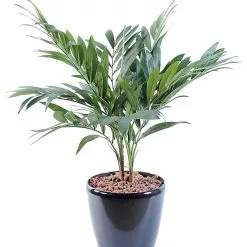 Castorama Palmier Parlour Artificiel