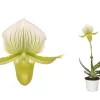Castorama Paphiopedilum Femma 1 -Terreau, gazon, traitement, végétal, semence Soldes Boutique paphiopedilum femma 15059340186900 01c FR CF