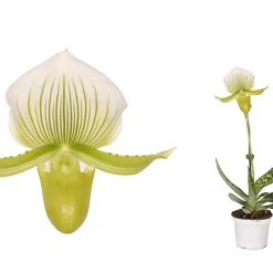 Castorama Paphiopedilum Femma 1