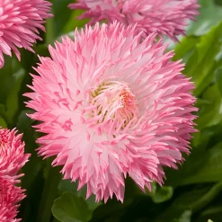 Castorama Pâquerette Bellis Habarena Lot De 6