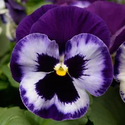 Castorama Pensée Assortiment En Pot 13 Cm