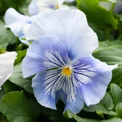 Castorama Pensée Cats En Pot 13 Cm