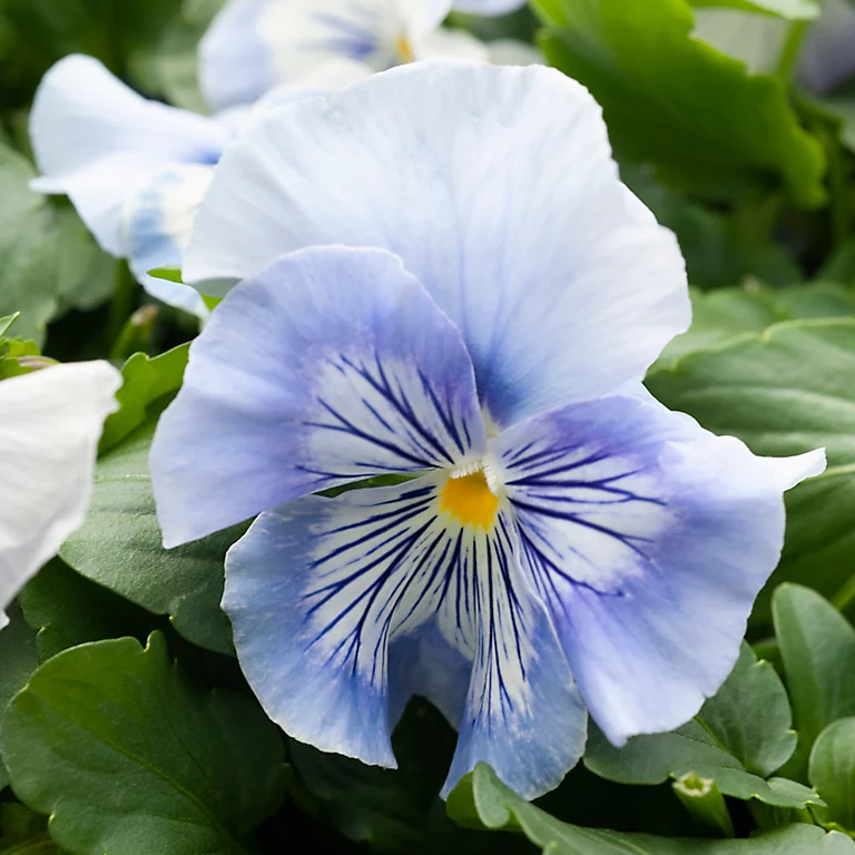 Castorama Pensée Cats En Pot 13 Cm 3 Castorama Pensée Cats En Pot 13 Cm