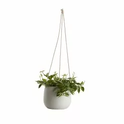 Castorama Peperomia, Pot En Céramique Suspendu, 13cm