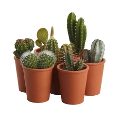 Castorama Petit Cactus Avec Pot En Terre Cuite, 5,5cm