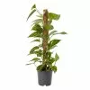 Castorama Petit Pothos Sur Tuteur En Mousse 19cm -Terreau, gazon, traitement, végétal, semence Soldes Boutique petit pothos sur tuteur en mousse 19cm3663602462491 02c