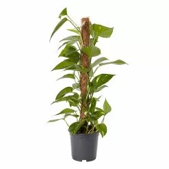 Castorama Petit Pothos Sur Tuteur En Mousse 19cm