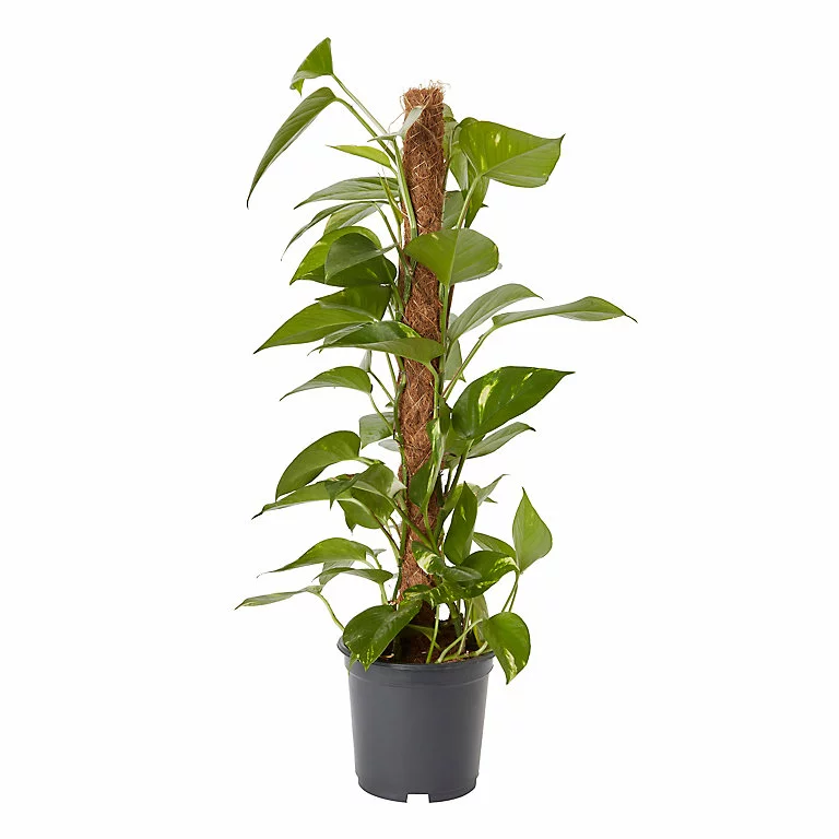 Castorama Petit Pothos Sur Tuteur En Mousse 19cm 3 Castorama Petit Pothos Sur Tuteur En Mousse 19cm