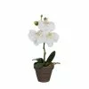 Castorama Phalaenopsis Blanc Artificiel ø12 X H.26 Cm En Pot Stan Gris ø9 Cm 1 Castorama Phalaenopsis Blanc Artificiel ø12 X H.26 Cm En Pot Stan Gris ø9 Cm -Terreau, gazon, traitement, végétal, semence Soldes Boutique phalaenopsis blanc artificiel 12 x h 26 cm en pot stan gris 9 cm8712799352902 01c FR CF