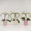 Castorama Phalaenopsis Cœur Pastel -Terreau, gazon, traitement, végétal, semence Soldes Boutique phalaenopsis c ur pastel8719194204218 01i FR CF