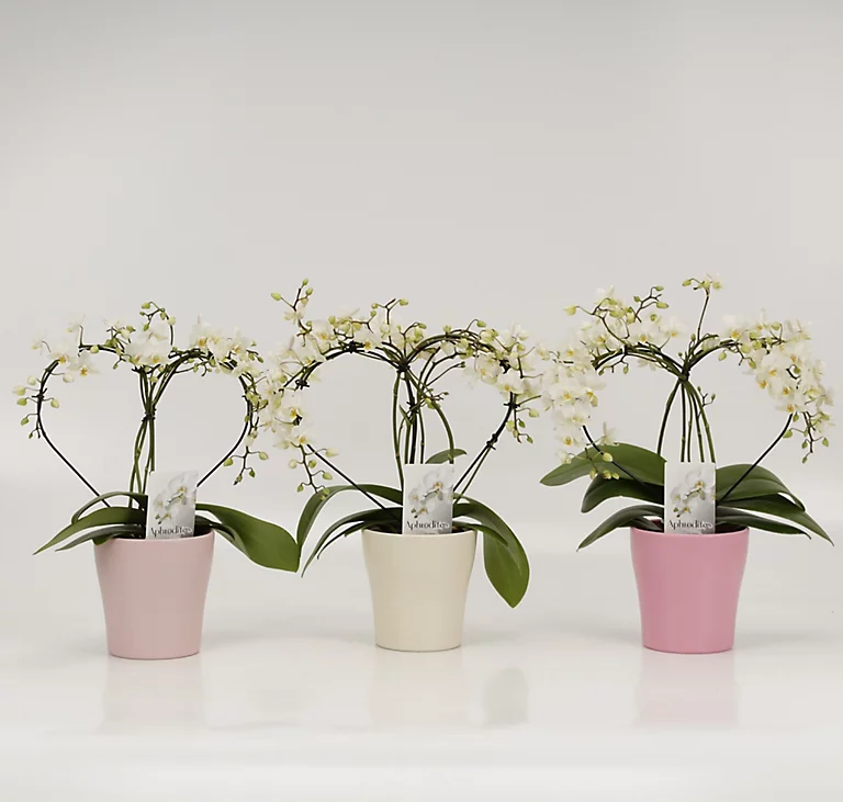 Castorama Phalaenopsis Cœur Pastel 3 Castorama Phalaenopsis Cœur Pastel