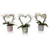 Castorama Phalaenopsis Cœur -Terreau, gazon, traitement, végétal, semence Soldes Boutique phalaenopsis c ur8719194204201 01c FR CF