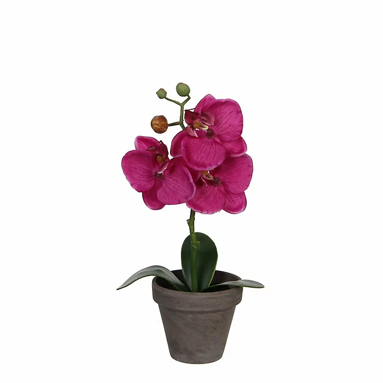 Castorama Phalaenopsis Violet Artificiel ø12 X H.26 Cm En Pot Stan Gris ø9 Cm 3 Castorama Phalaenopsis Violet Artificiel ø12 X H.26 Cm En Pot Stan Gris ø9 Cm