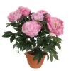 Castorama Pivoine Rose Artificiel ø45 X H.50 Cm En Pot Campana Terra ø17,5 Cm -Terreau, gazon, traitement, végétal, semence Soldes Boutique pivoine rose artificiel 45 x h 50 cm en pot campana terra 17 5 cm8712293478139 01c FR CF