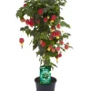 Castorama Plante Abutilon X Hybrida Tige 19