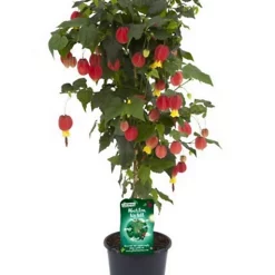 Castorama Plante Abutilon X Hybrida Tige 19