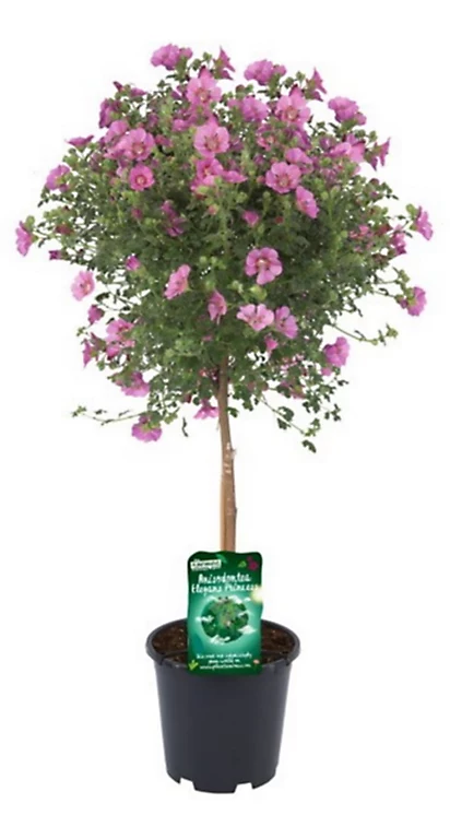 Castorama Plante Anisodontea Capensis Tige 19 3 Castorama Plante Anisodontea Capensis Tige 19