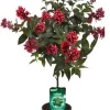 Castorama Plante Cestrum Rubrum Tige 19 -Terreau, gazon, traitement, végétal, semence Soldes Boutique plante cestrum rubrum tige 193533840470469 01c fr cf