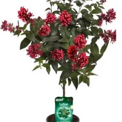 Castorama Plante Cestrum Rubrum Tige 19