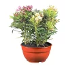 Castorama Plante D'extérieur Type Laurier Rose En 3 Variétés Différentes Hauteur 40 à 50 Cm En Pot -Terreau, gazon, traitement, végétal, semence Soldes Boutique plante d exterieur type laurier rose en 3 varietes differentes hauteur 40 a 50 cm en pot3533840328951 01c FR CF