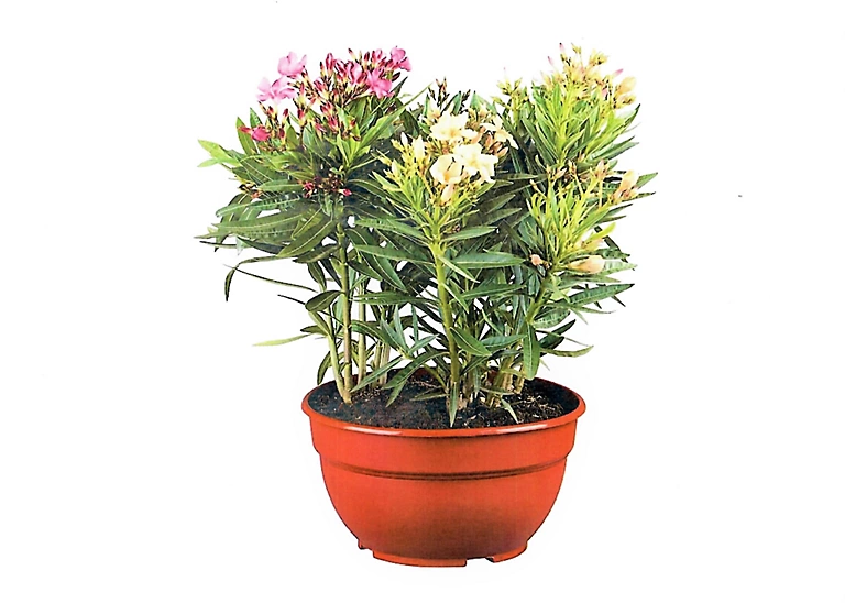Castorama Plante D'extérieur Type Laurier Rose En 3 Variétés Différentes Hauteur 40 à 50 Cm En Pot 3 Castorama Plante D'extérieur Type Laurier Rose En 3 Variétés Différentes Hauteur 40 à 50 Cm En Pot