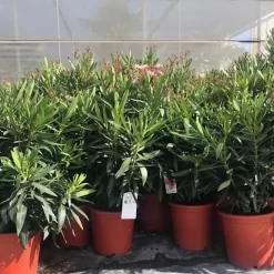 Castorama Plante D'extérieur Type Laurier Rose En Pot De 9 L